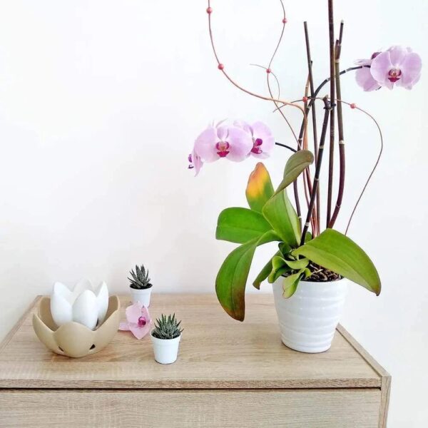 Profumatore Brucia Essenze per Ambienti in Ceramica a Forma di Ninfea Colore Panna e Bianca con Candela Tea Light Profumatori Albalu Bomboniere