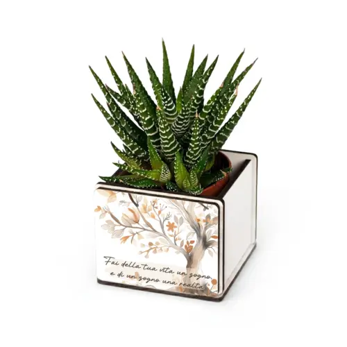 Bomboniera pianta grassa Haworthia in vaso albero della vita con frase personalizzabile