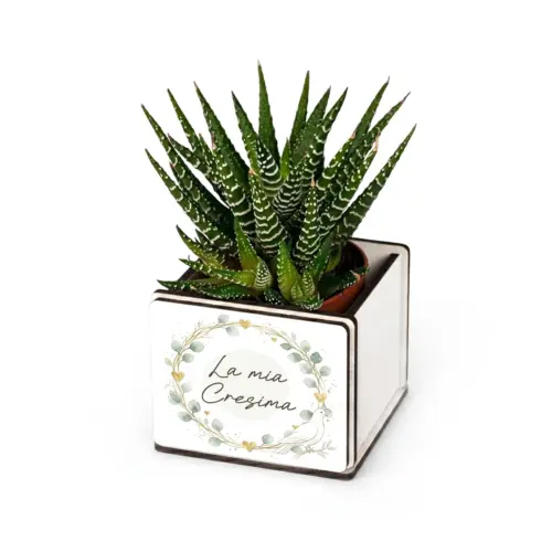 Bomboniera pianta grassa cresima con colomba dello Spirito Santo e ghirlanda, personalizzabile