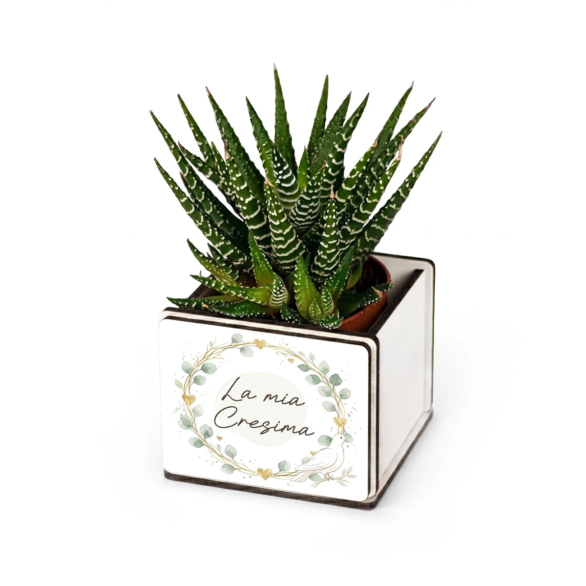 Bomboniera pianta grassa cresima con colomba dello Spirito Santo e ghirlanda, personalizzabile