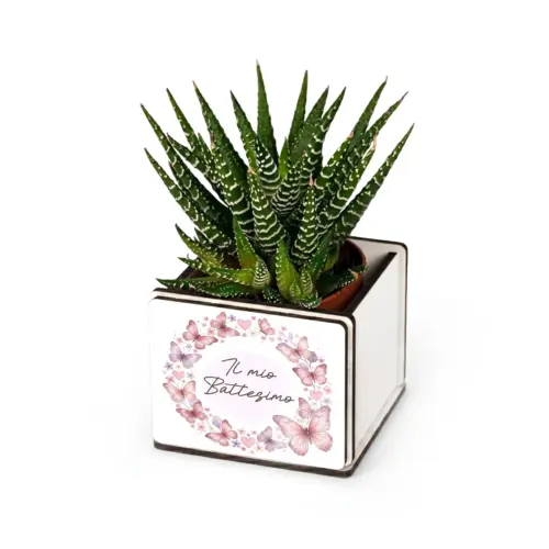 Bomboniera pianta grassa con farfalle rosa e scritta Il mio Battesimo, personalizzabile