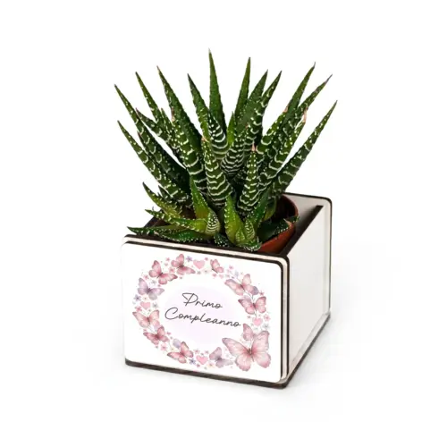 Bomboniera pianta grassa con farfalle rosa e scritta Primo Compleanno, personalizzabile