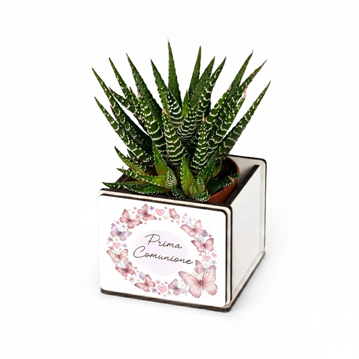 Bomboniera pianta grassa con farfalle rosa e scritta Prima Comunione, personalizzabile