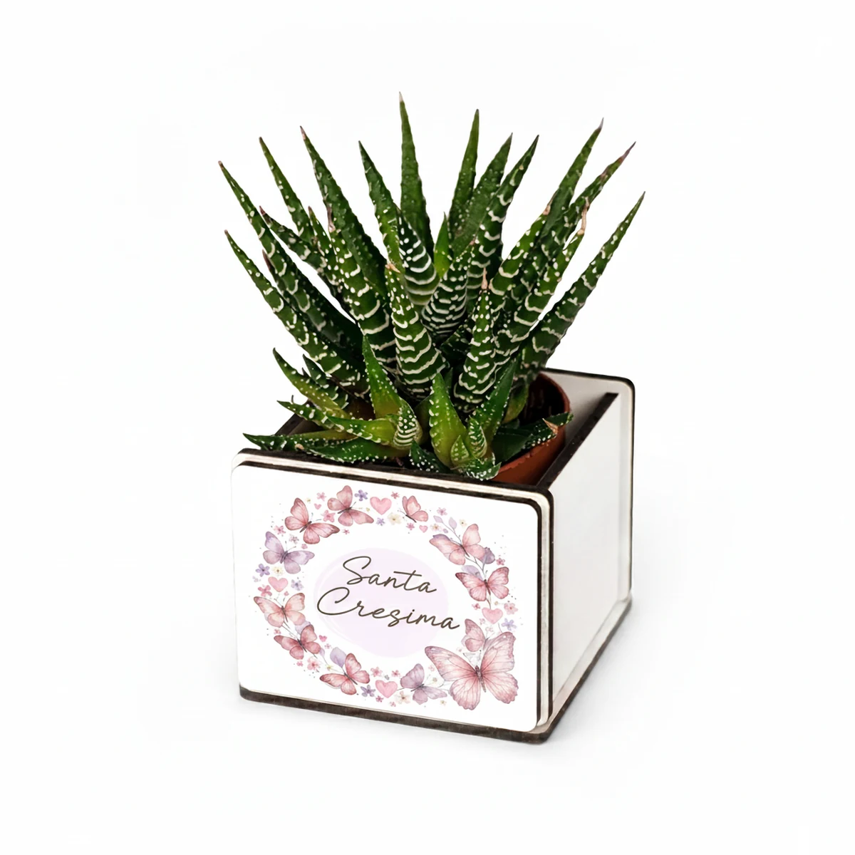 Bomboniera pianta grassa con farfalle rosa e scritta Santa Cresima, personalizzabile