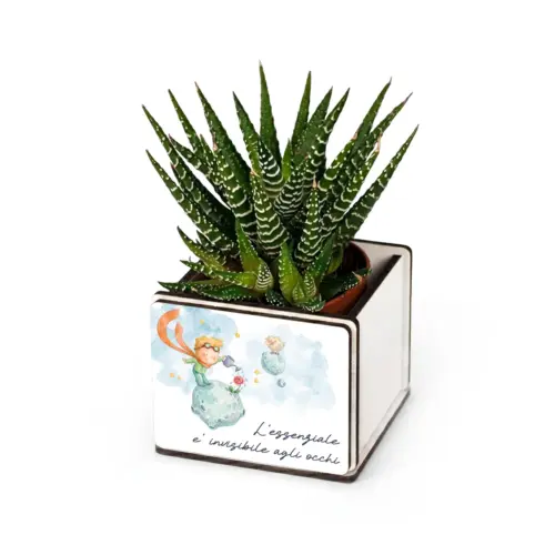 Bomboniera pianta grassa Piccolo Principe: piantina grassa Haworthia in vasetto di legno bianco con il decoro del Piccolo Principe e la frase L'essenziale e invisibile agli occhi