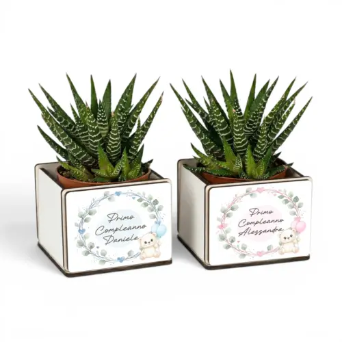Due bomboniere pianta grassa primo compleanno con orsetto e palloncini, versione celeste e rosa personalizzate con il nome