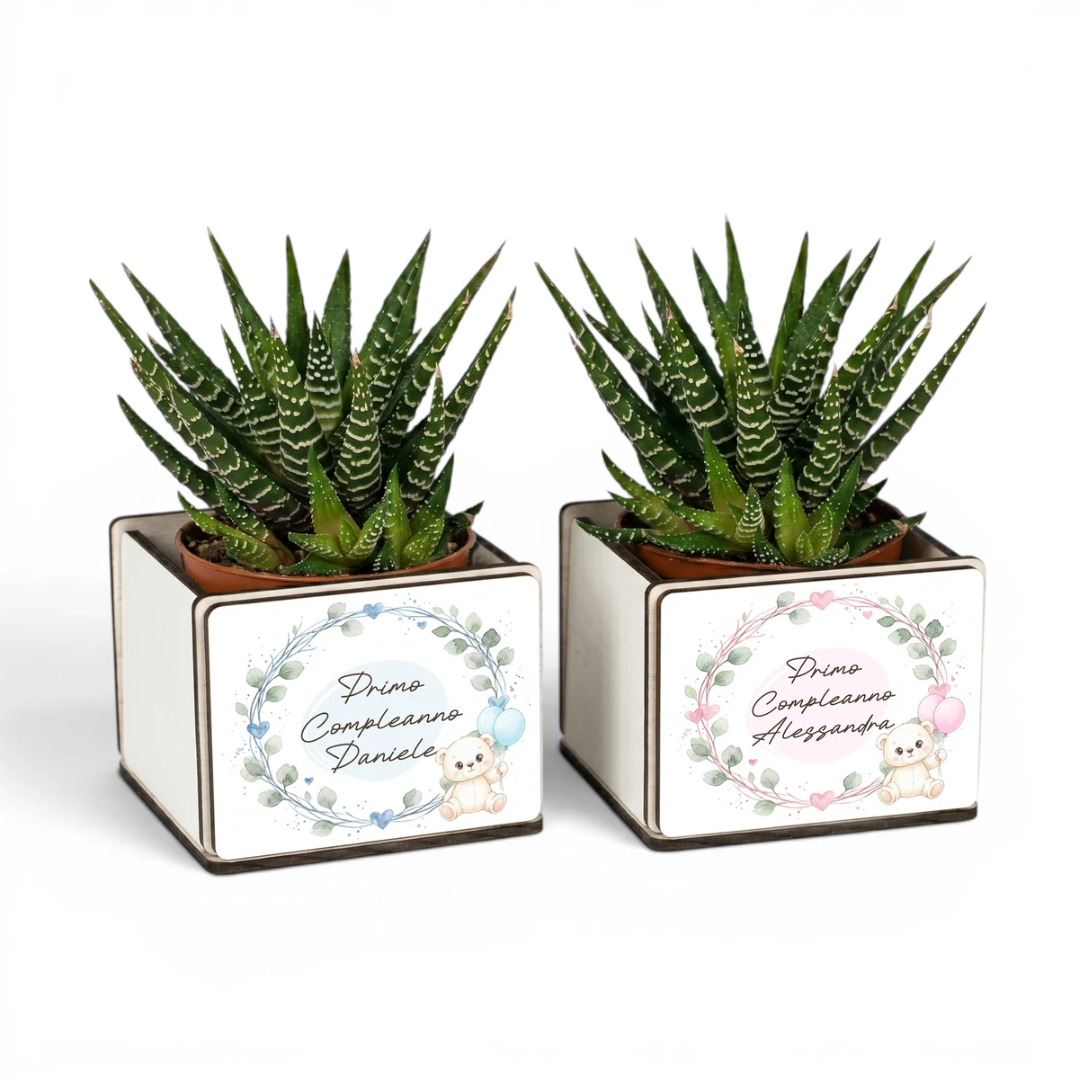 Due bomboniere pianta grassa primo compleanno con orsetto e palloncini, versione celeste e rosa personalizzate con il nome
