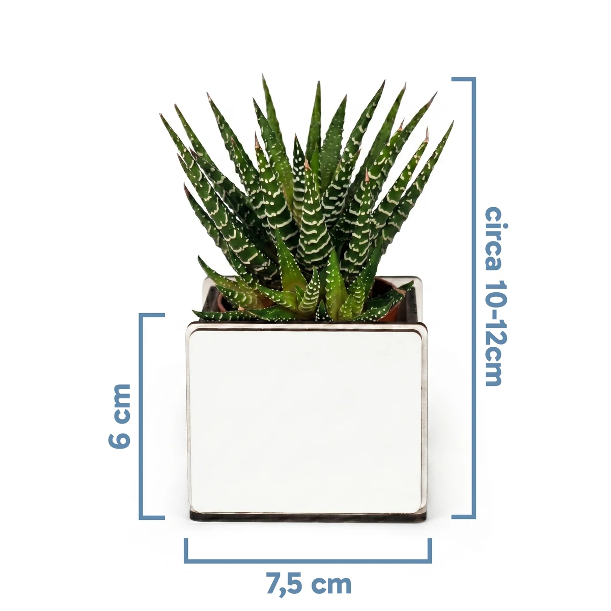 Infografica misure bomboniera pianta grassa: vaso cubo bianco 7,5 cm e piantina alta circa 10-12 cm