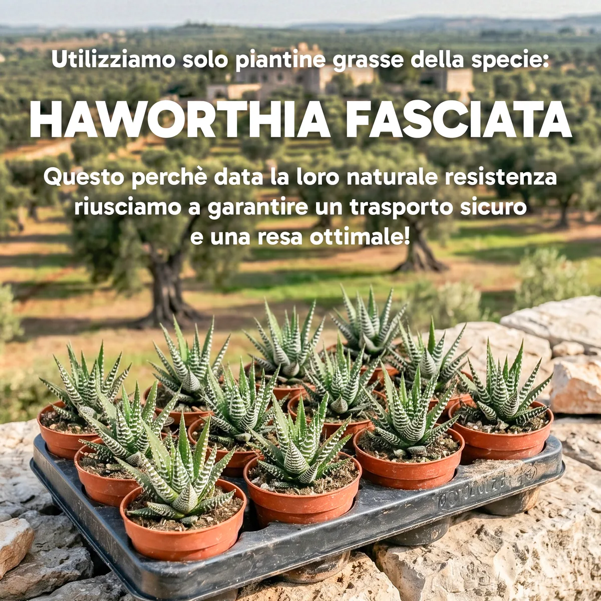 Piantine grasse Haworthia fasciata usate per le bomboniere, specie resistente e a lunga durata